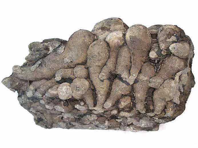 ichnofossile: biorosion de bois fossile du jurassique Boulonnais